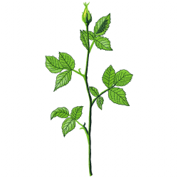 Flowers Embroidery Design 9 Flowers Embroidery Design 9